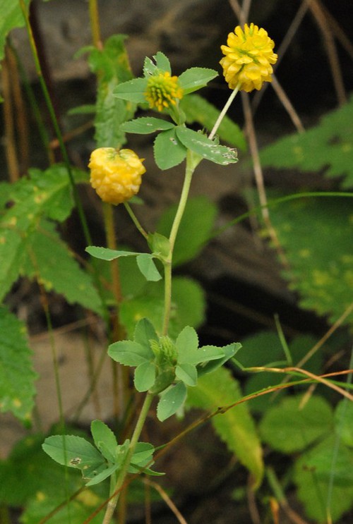 Plante entière