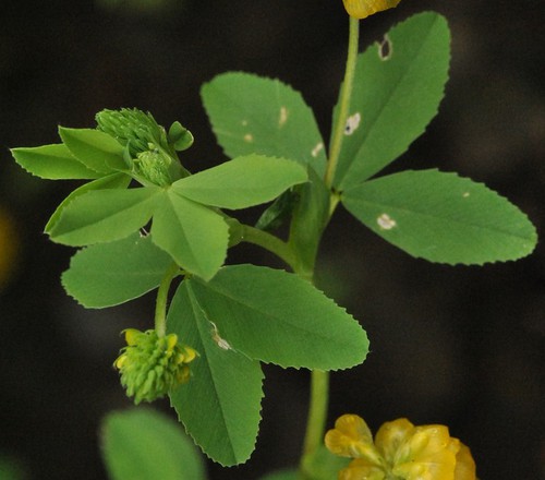 feuille
