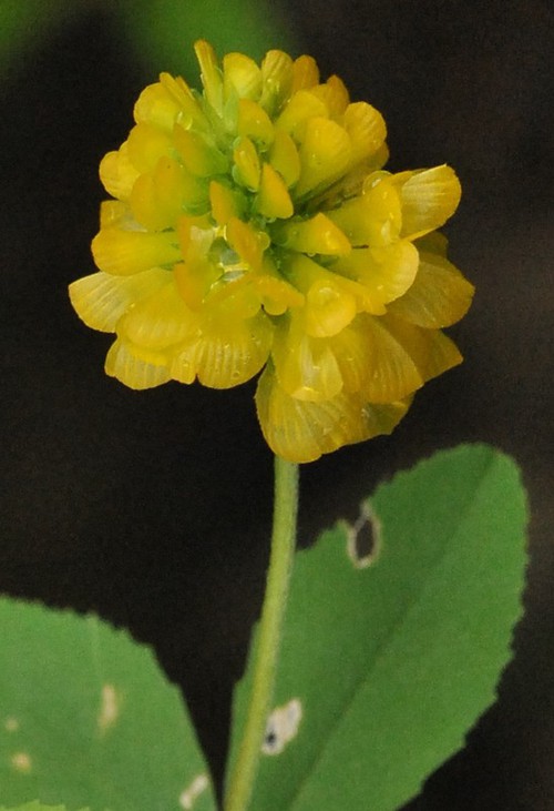 inflorescence