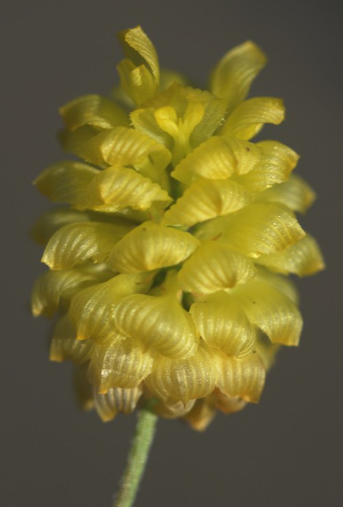 inflorescence