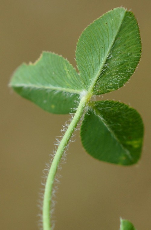 détail feuille