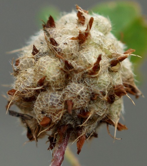 détail fruit