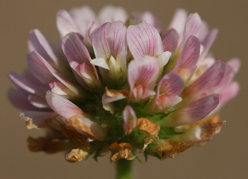 inflorescence