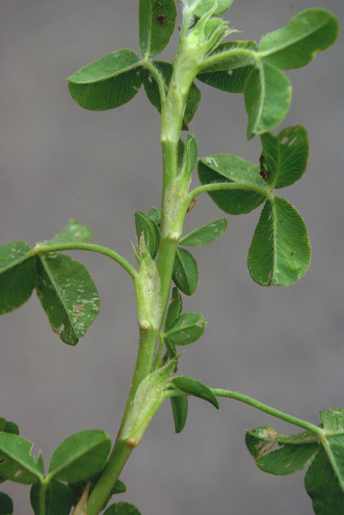 stipule
