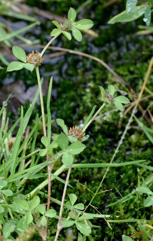 Plante entière