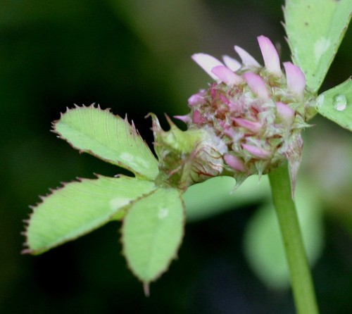 inflorescence