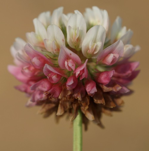 détail fleur