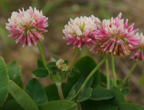 inflorescence