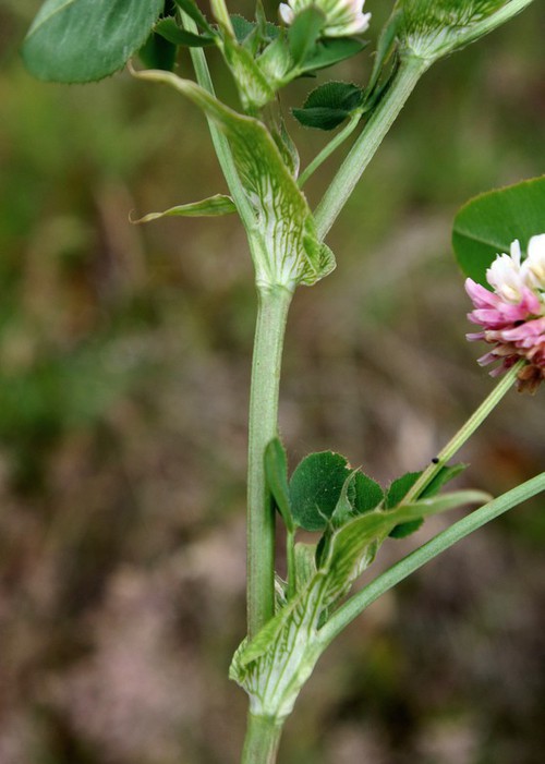 stipule