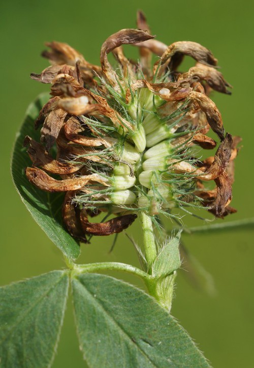 fruit