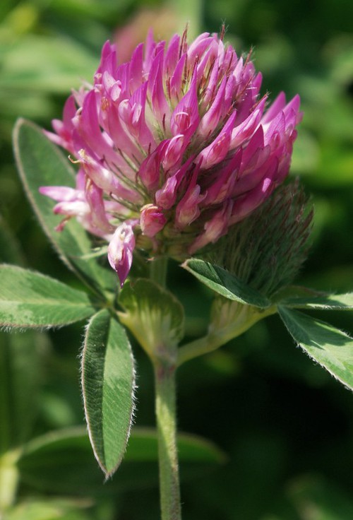 inflorescence