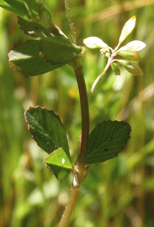 feuille