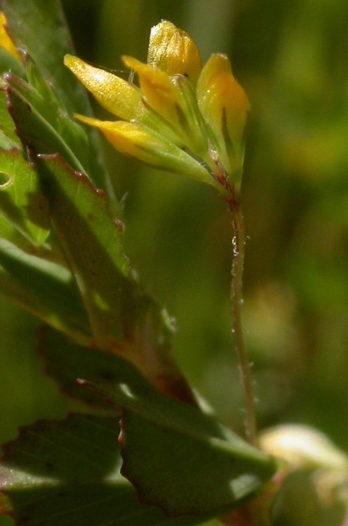 inflorescence