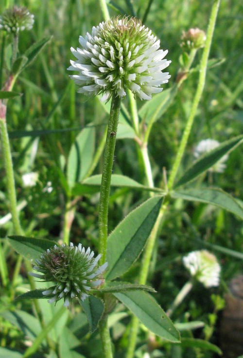 inflorescence