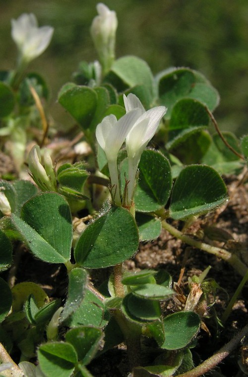 inflorescence