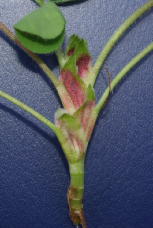 stipule