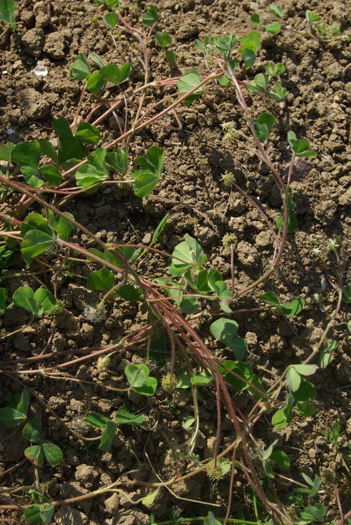 Plante entière