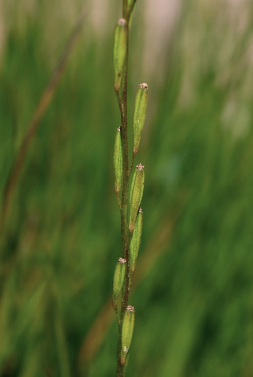 fruit