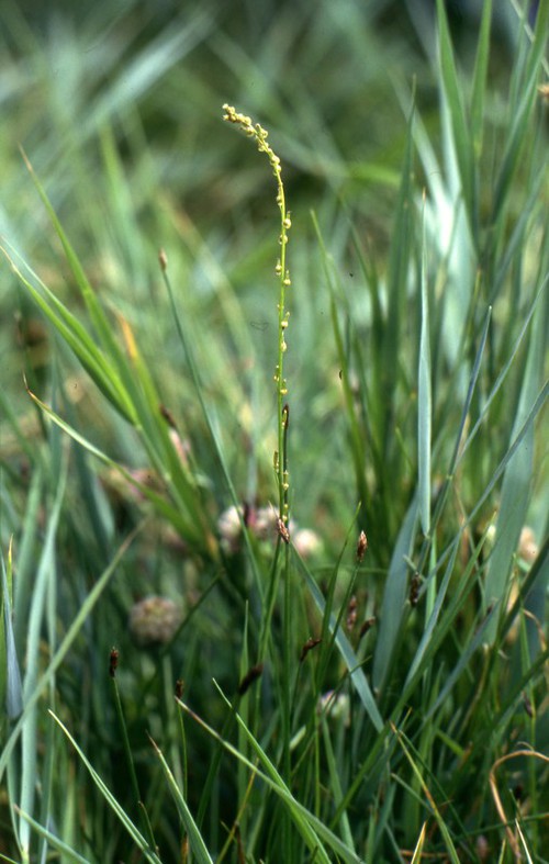 Plante entière