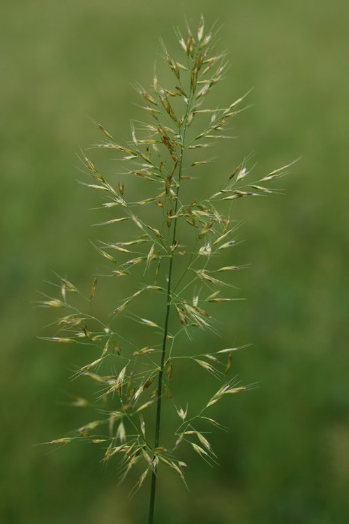 inflorescence