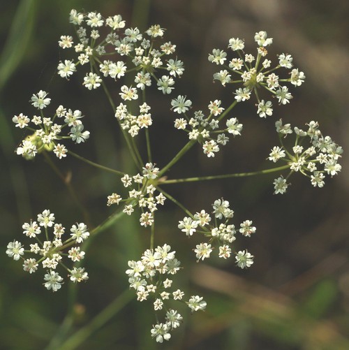 inflorescence