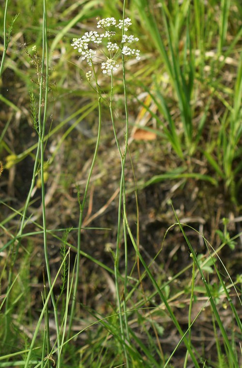 Plante entière