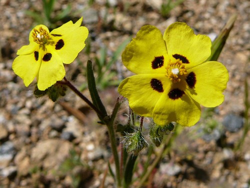 fleur