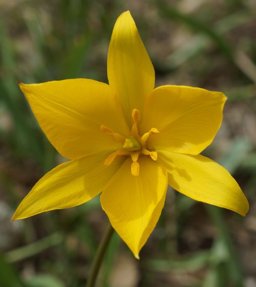 fleur