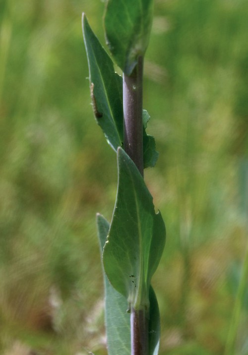 feuille