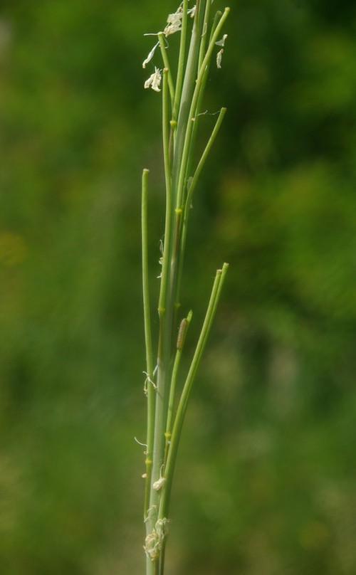 fruit