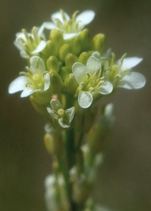 inflorescence