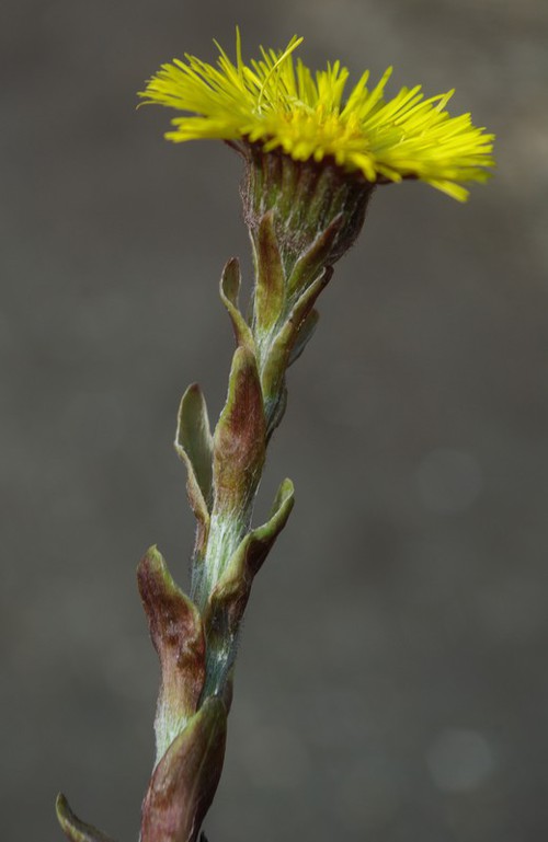 écailles
