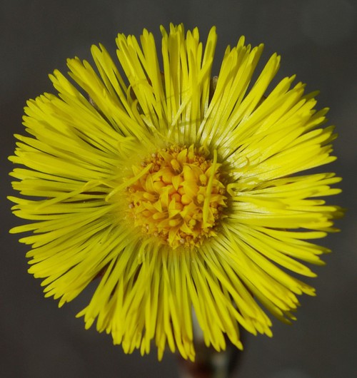 inflorescence