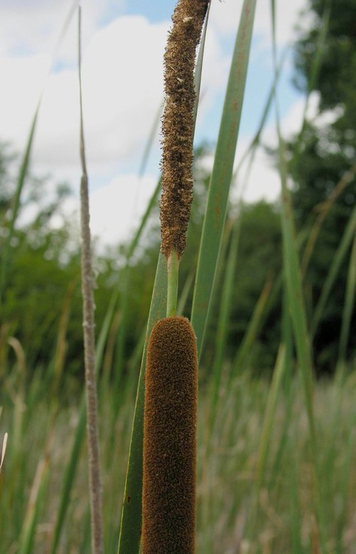 détail inflorescence