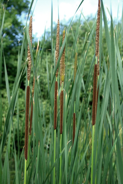 Plante entière