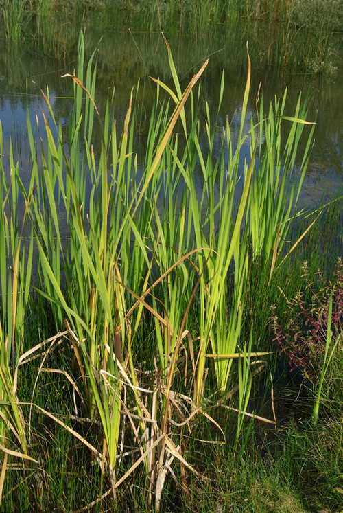 feuille