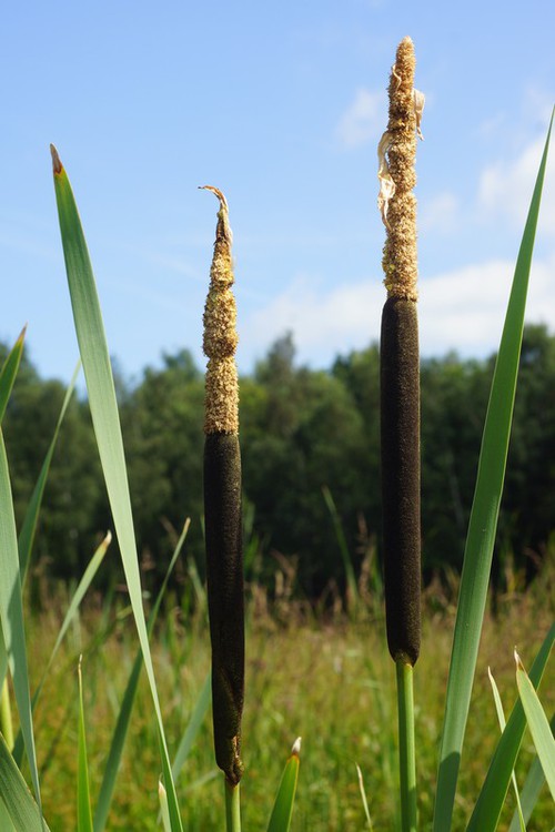 inflorescence