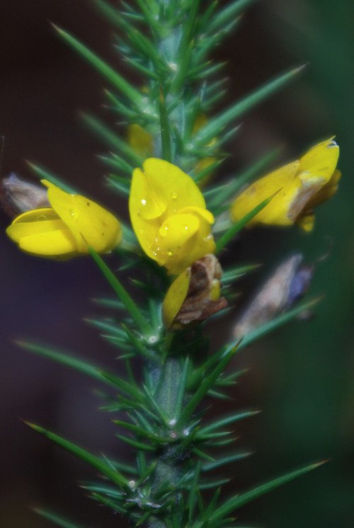 fleur