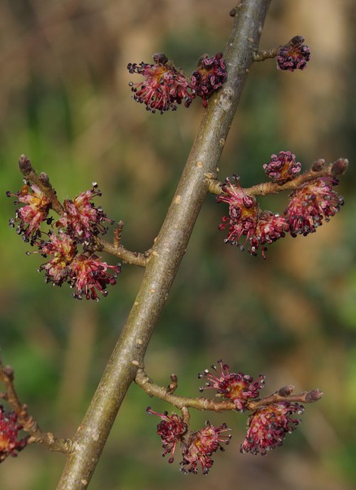 inflorescence