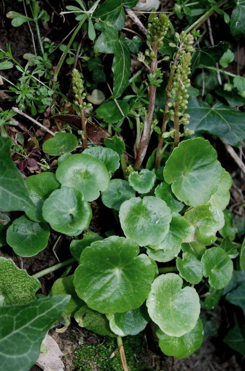 feuille