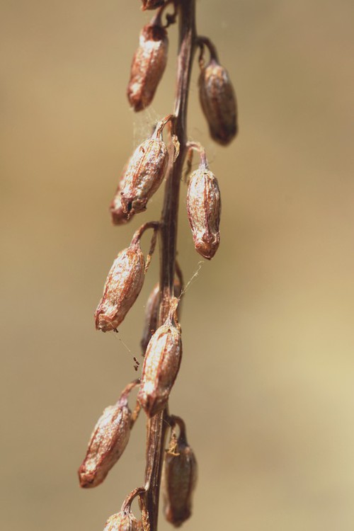 fruit