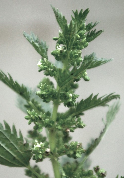 inflorescence
