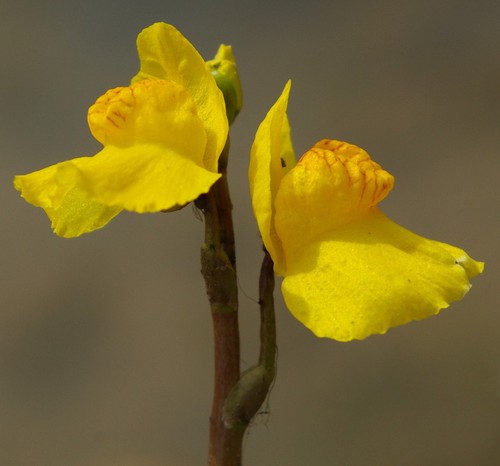 fleur