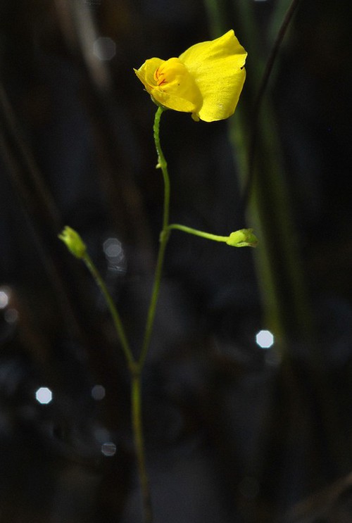 Plante entière