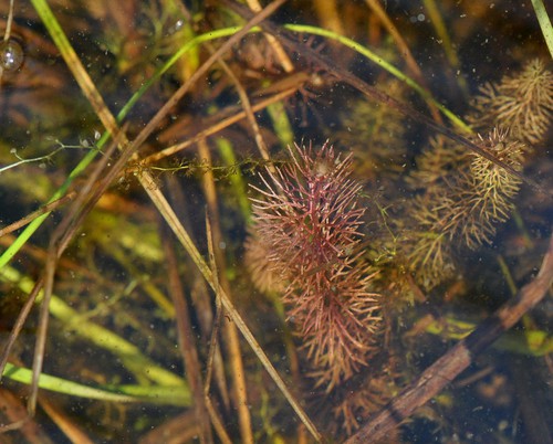 feuille