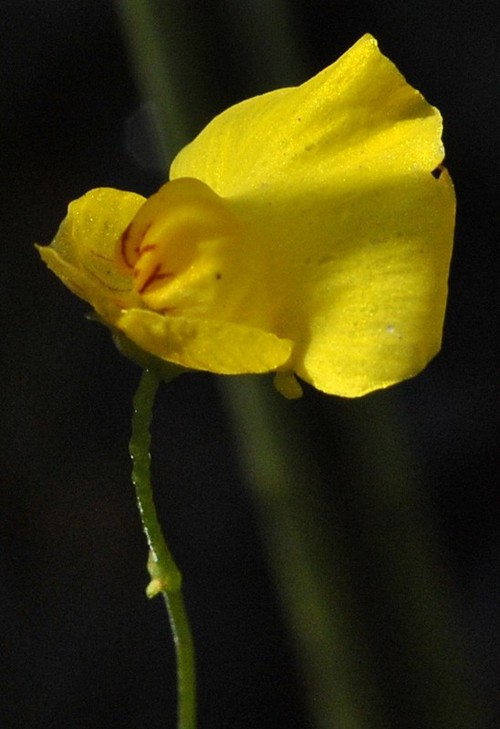 fleur