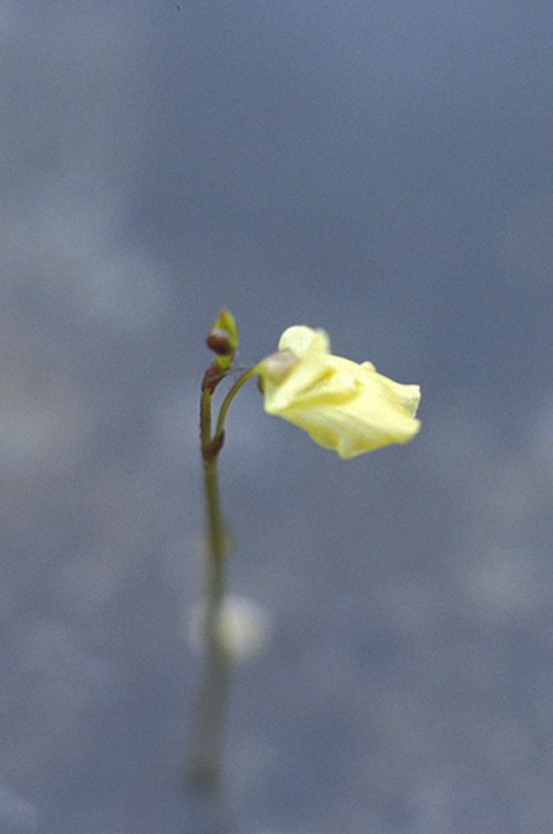 fleur