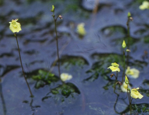 Plante entière