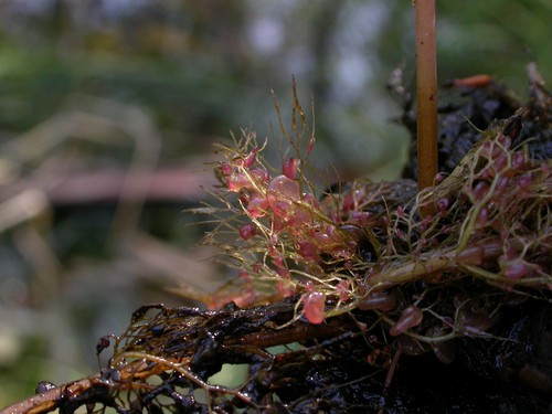 feuille