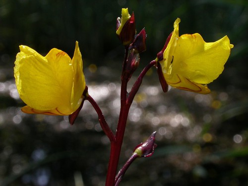 fleur